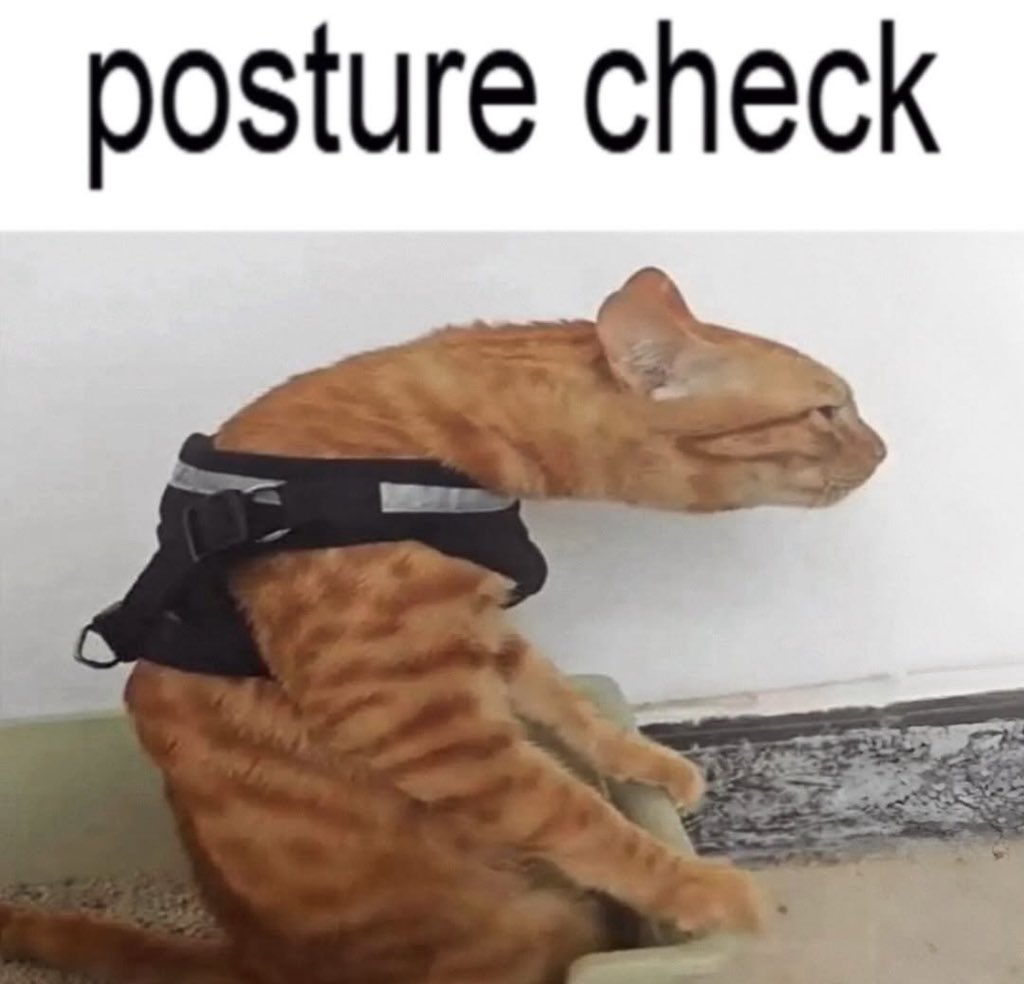 LiterallyMeCats (@literallymecats) on Twitter photo 