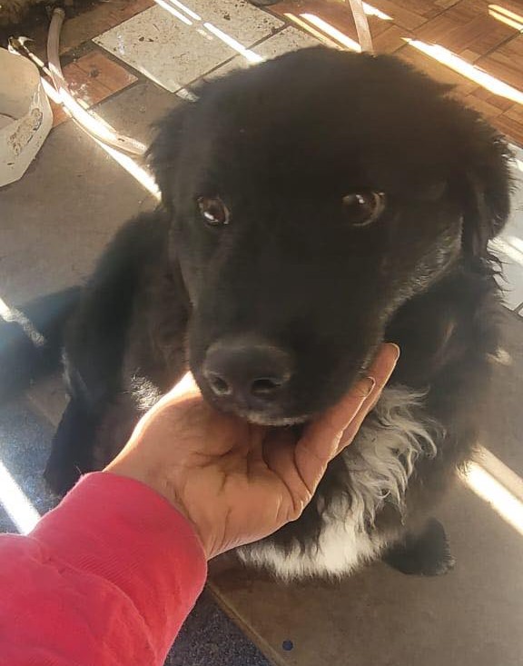 Urge encontrar un hogar para este perrito de aproximados 5 meses. Su mamá humana lo ama, pero su marido no lo quiere, lo maltrata, lo golpea y lo lanza a la calle donde corre riesgo de ser atropellado. Si deseas darle un hogar, comunícate al +56965848612. Favor RT!
#Santiago