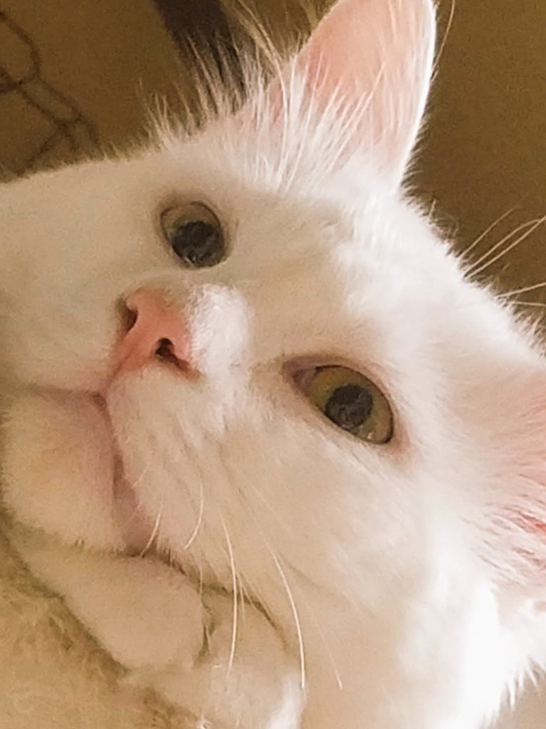モーニング🌄です

寒くて昨夜は
　一枚掛け布団増やした…
　　夏よ…さらばじゃ

#猫