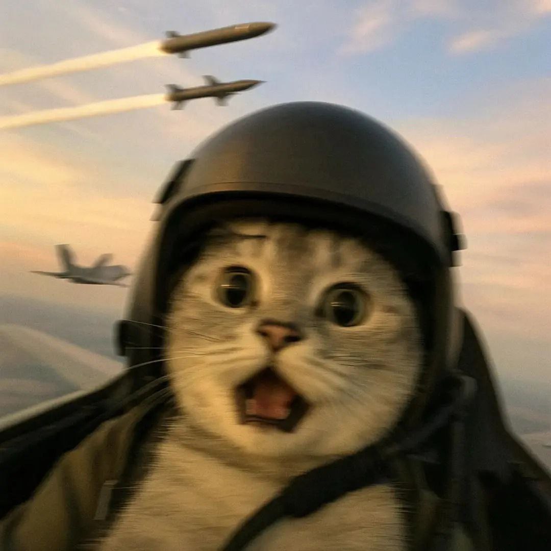 初めて飛行機に乗った猫です。😱