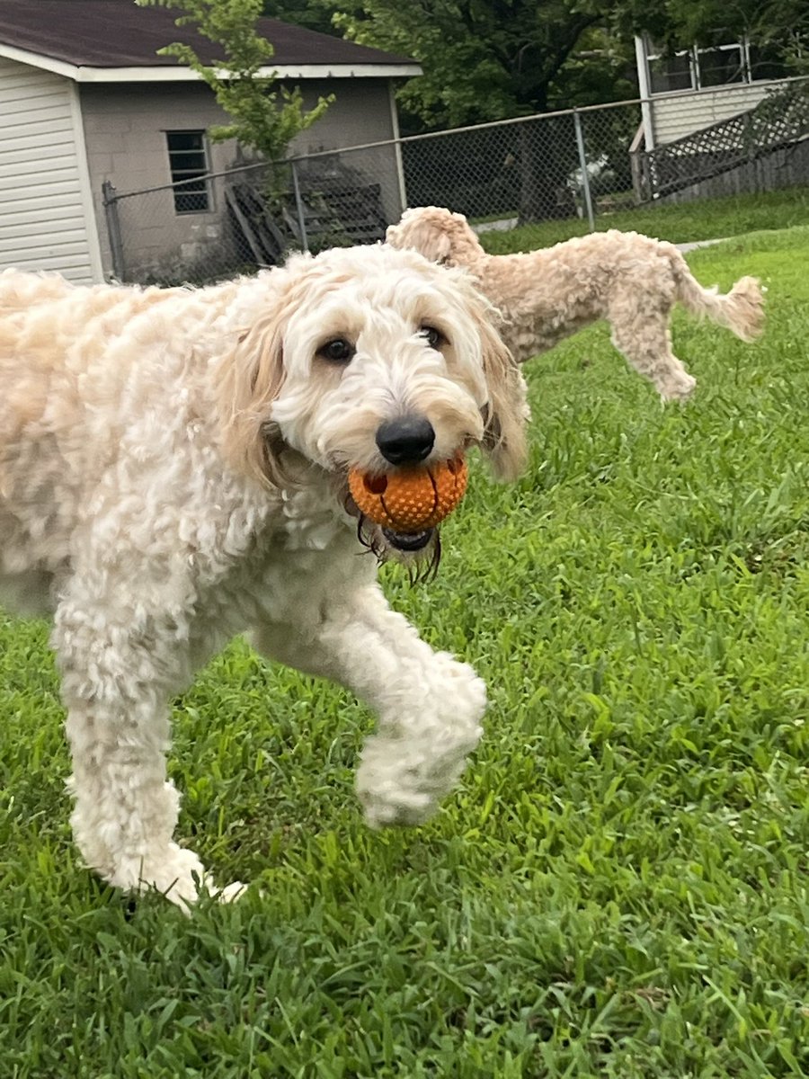 ORNLBOYS's tweet photo. @Jon__Reed Charlie the baller shot caller (with Winnie pictured in background). https://t.co/huQpkK2JGo