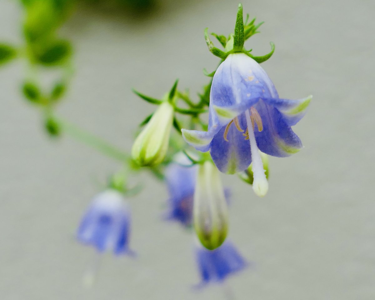 ツリガネニンジン。

さやかにやさしく　ベルは鳴りわたる。
ああ　なつかしい教会へ
今日こそみんなで帰ろう
（讃美歌189、阪田寛夫詞）