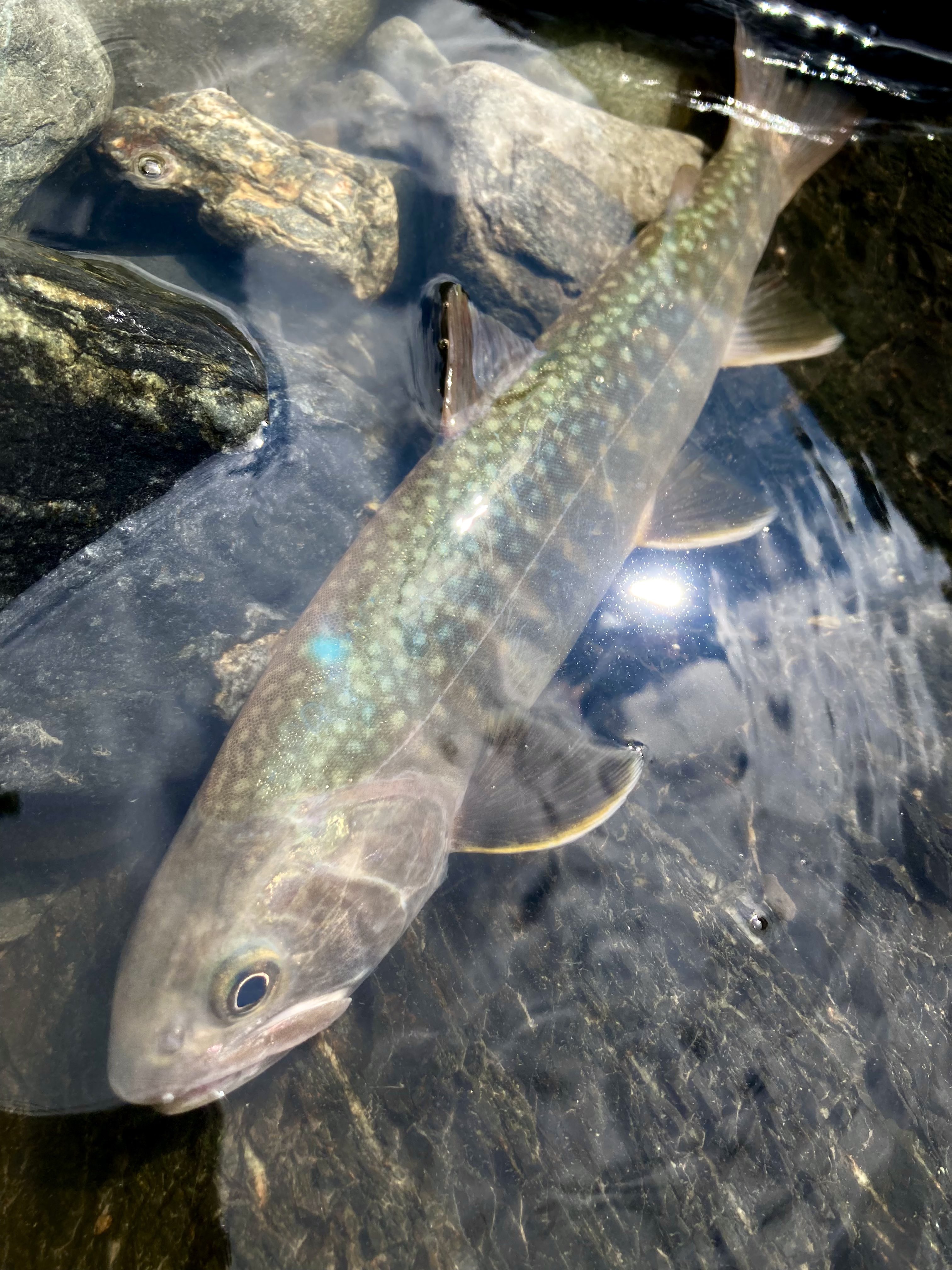 湖や本流トラウト/イトウ/シーバスに 未使用ABU Cardinal 155 湖や本流トラウト/イトウ/シーバスに 未使用ABU Cardinal 155