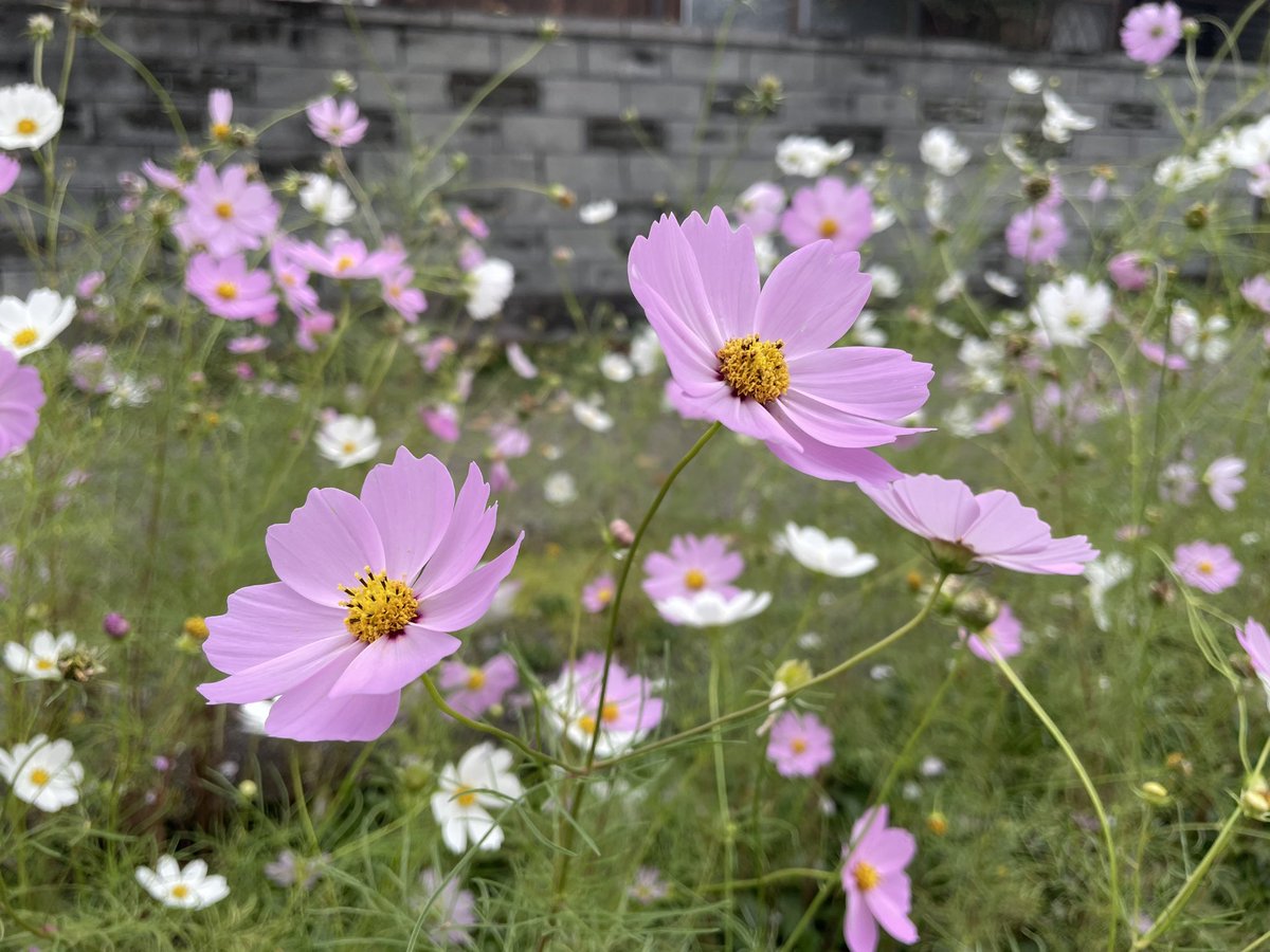 自分以外は全員他人なので

全てを理解しようとするのも無理だし、全てを理解してもらおうと思うのも無理なことです。

それはお互いにしんどいこと。

なので、イライラしたり、不安に思ったり、心配したり…でも全部分からないから面白くもあり。

お互いに居心地の良い距離感で過ごせると良いよね。