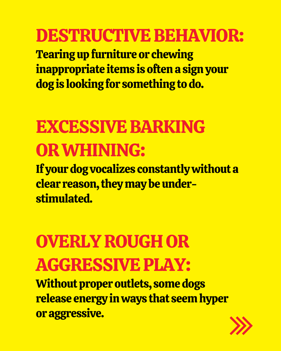BarkBustersTC's tweet image. When dogs act out, it’s often their way of asking for more stimulation. 🐾
Engage their mind, guide their energy, and you’ll see their behavior shift.
#dogtraining #barkbusters #positivedogtraining #dogbehavior #dogsofinstagram