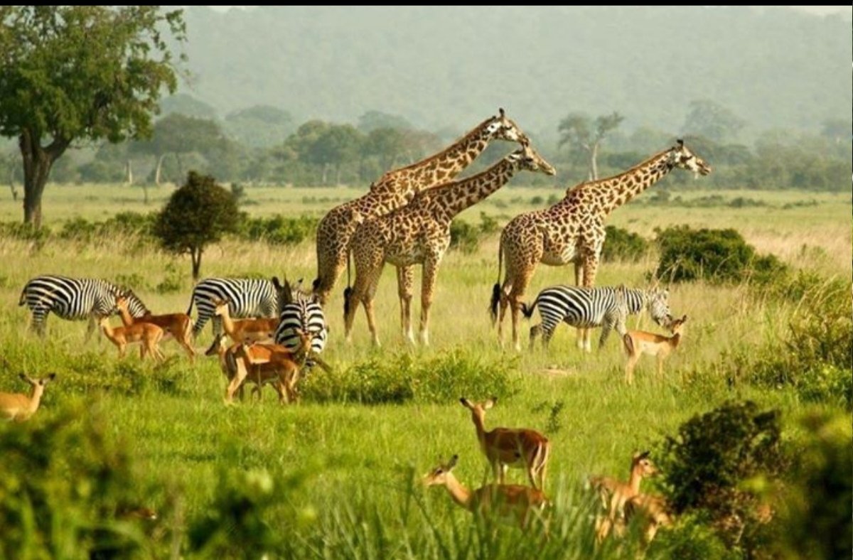 هنا #السودان 

محمية الدندر 🦌🤍📸