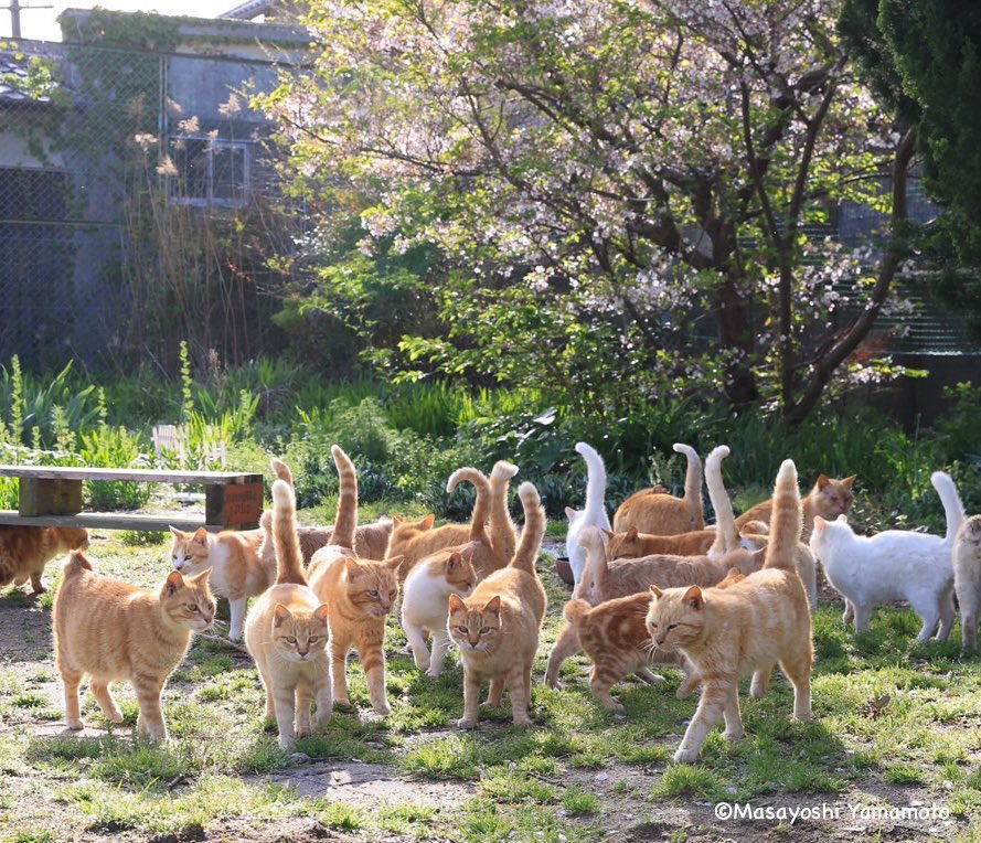 ちんあニャご。