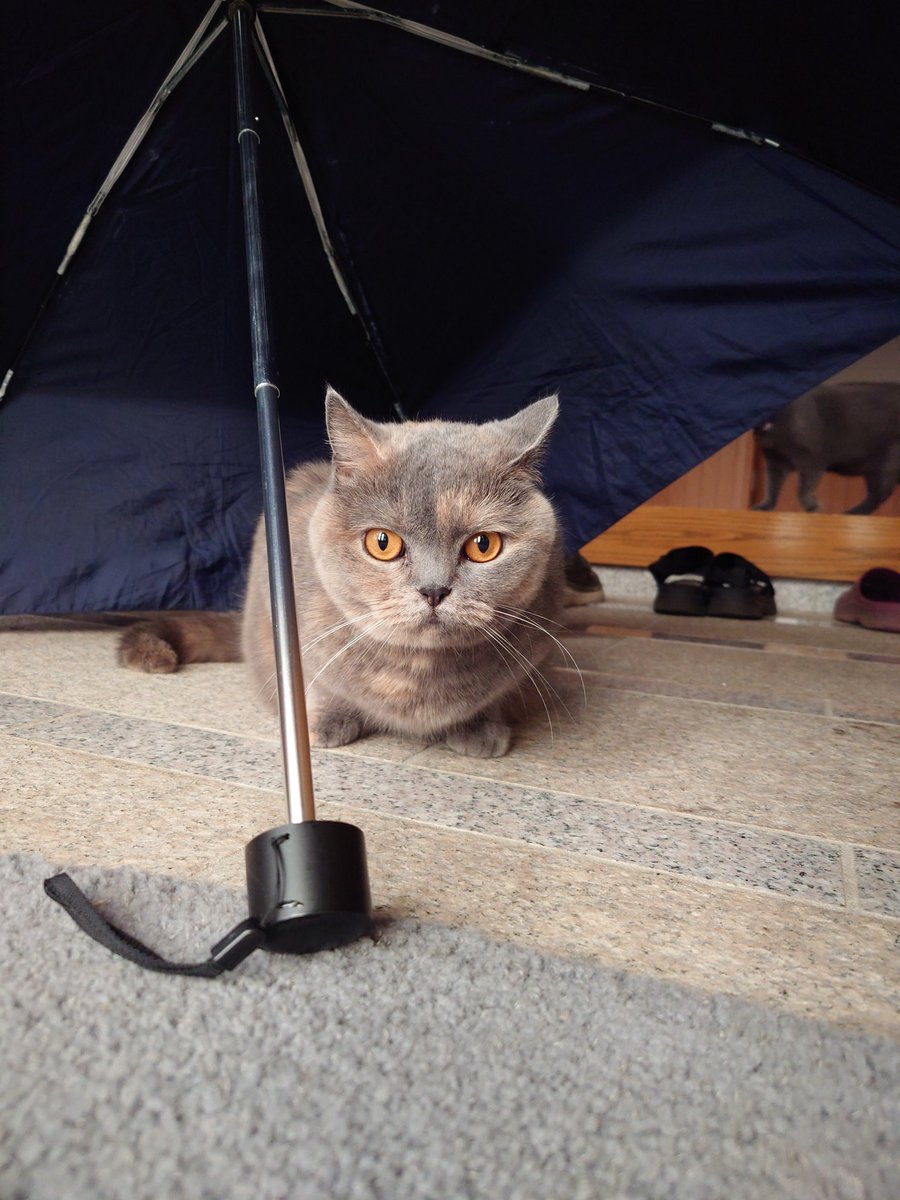 おはモカちゃん
#ブリティッシュショートヘア 
#猫のいる暮らし
