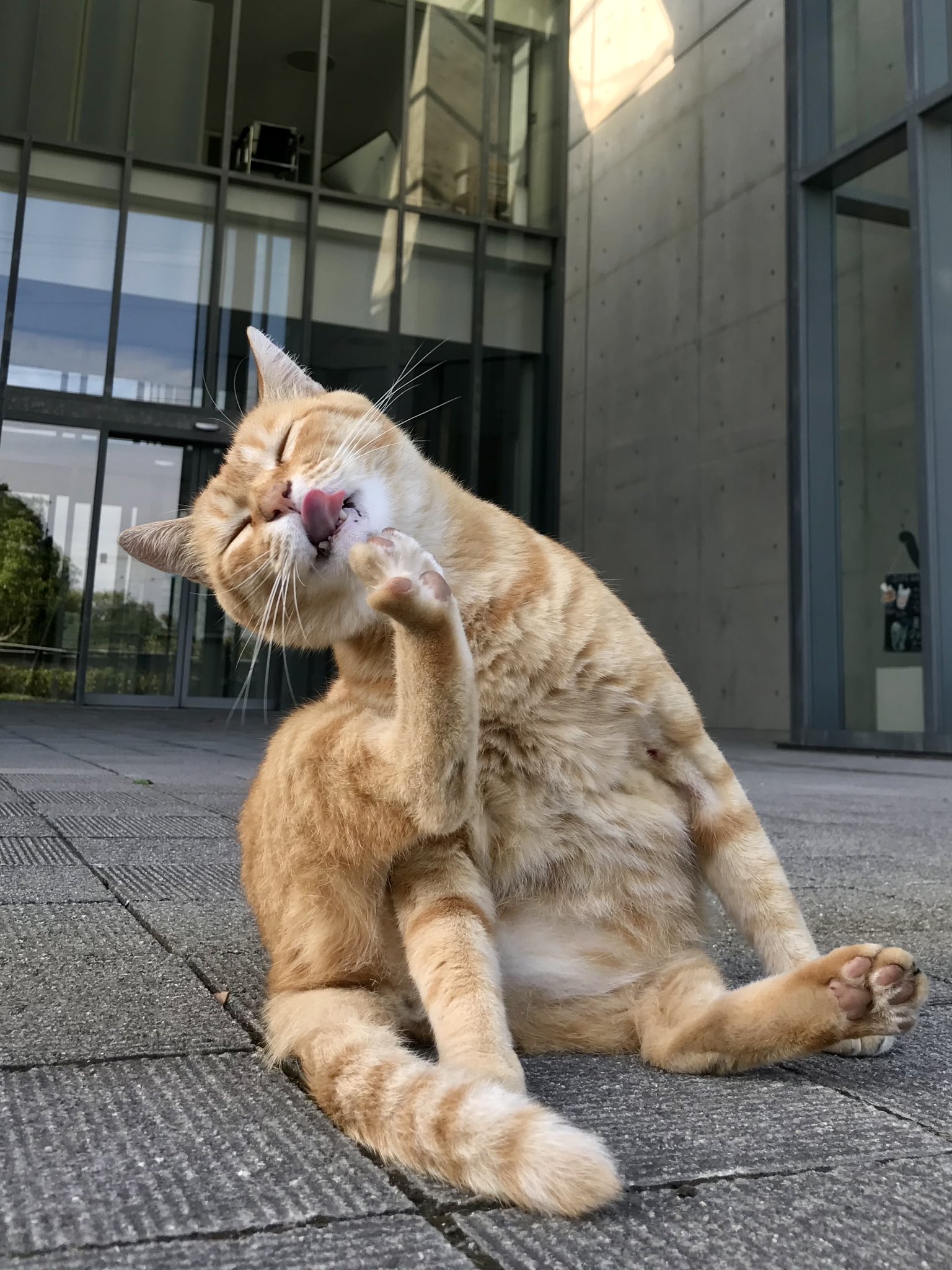 ちびねこ　0504 9b74be226495e58083d9d8138d68df