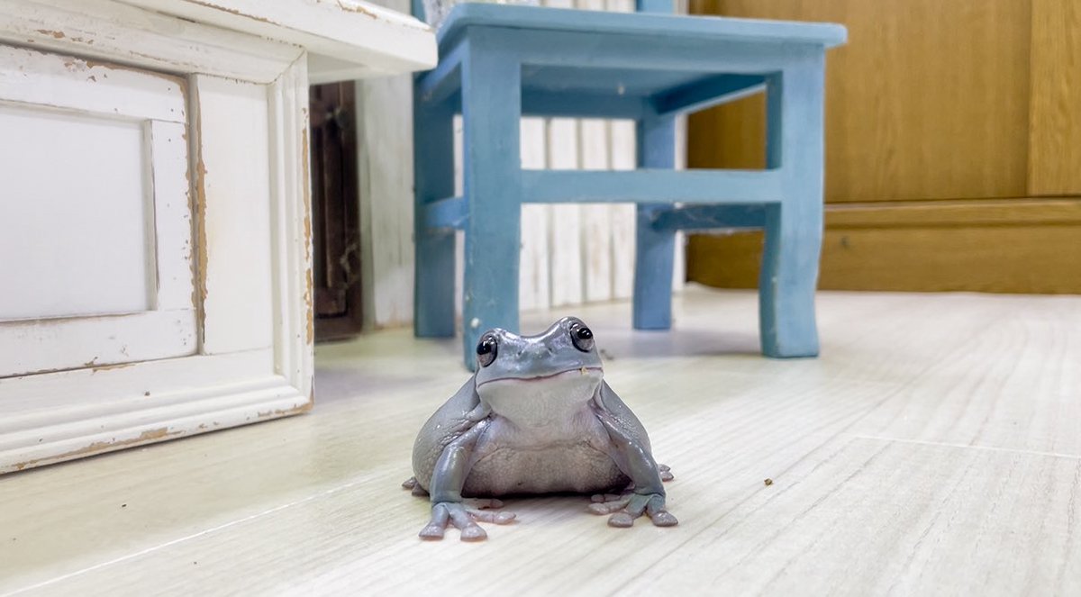 可愛いカエル2です 64ac19d3bc8935265f1c31f0cc5487