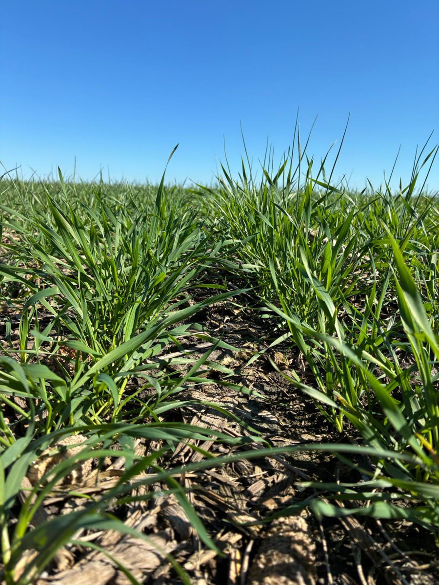 🔥LG PICAZO🌱
🗓️Fecha de siembra: 3 de julio 

📍Sacachispas, Soriano 

<a href="/lgsemillas/">LG SEMILLAS 🌽🌻🌾🌱</a>