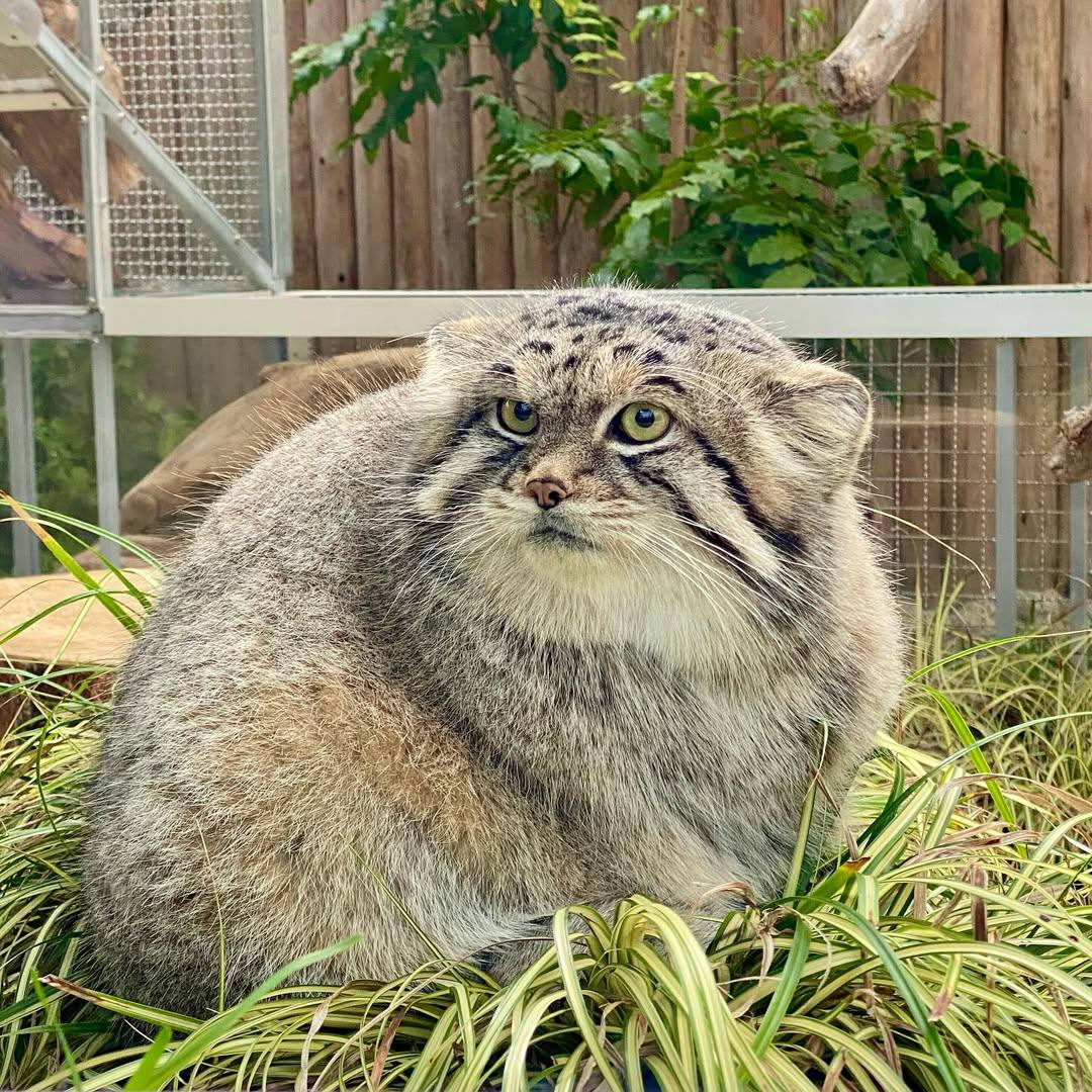 Daily Manul (@dailymanul) on Twitter photo 