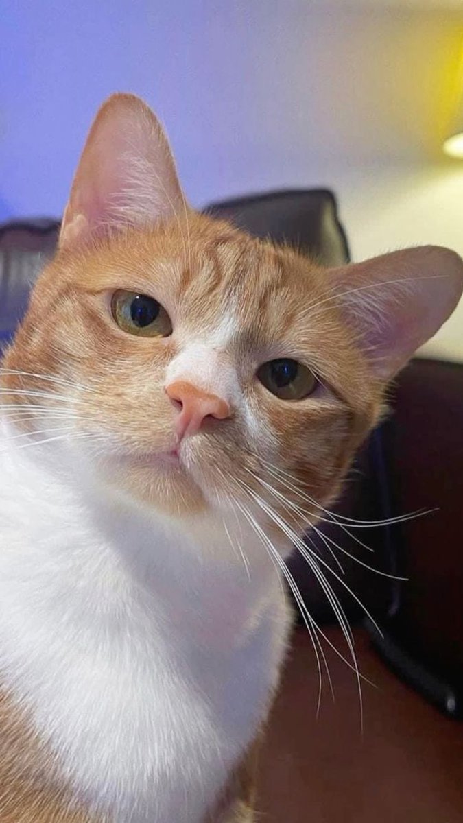 Thepetsonly's tweet photo. 😌 https://t.co/HqFAOdVCca