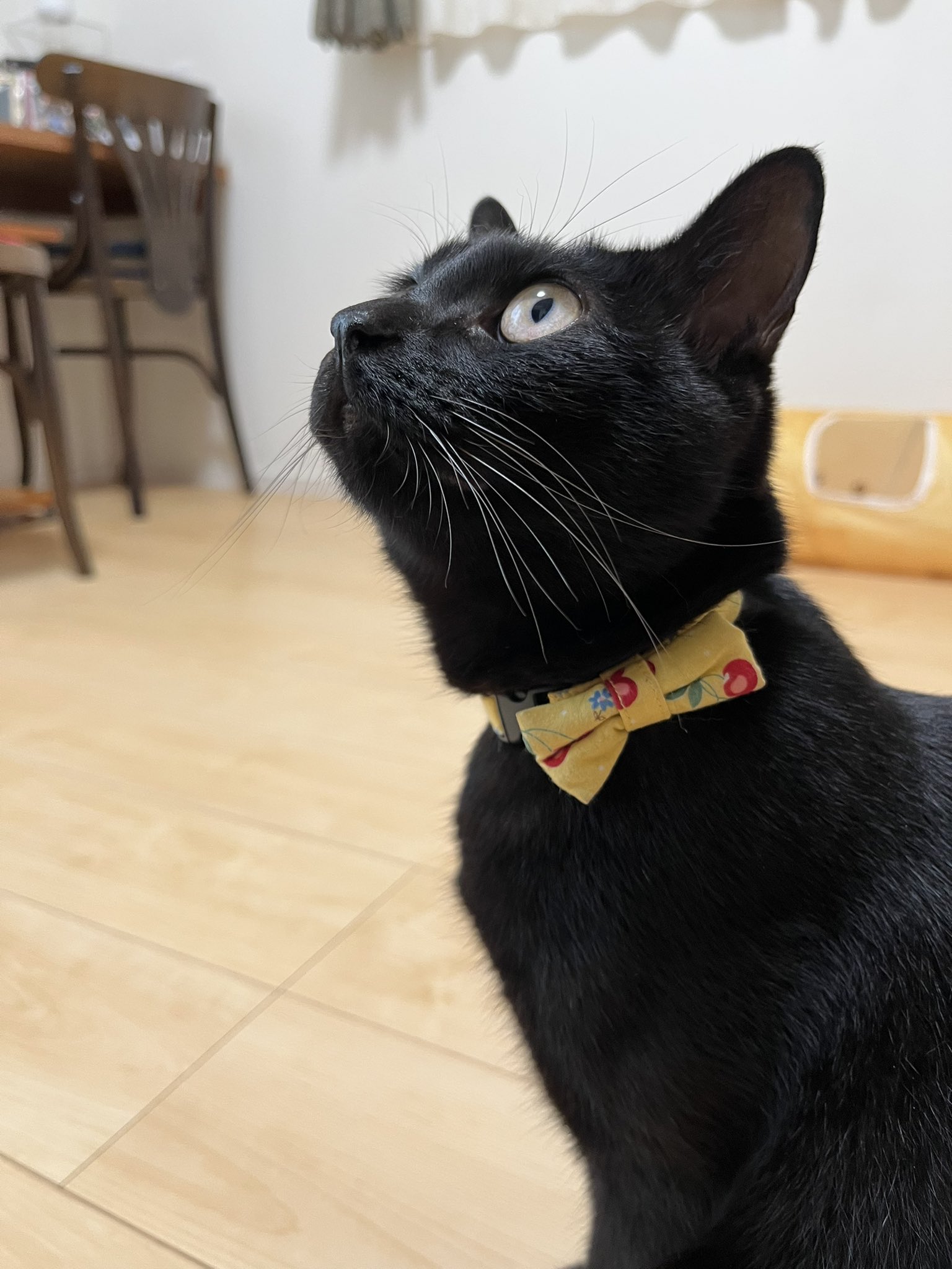 黒猫 もんが(黒縞猫)とシャオ(黒猫) on X: 