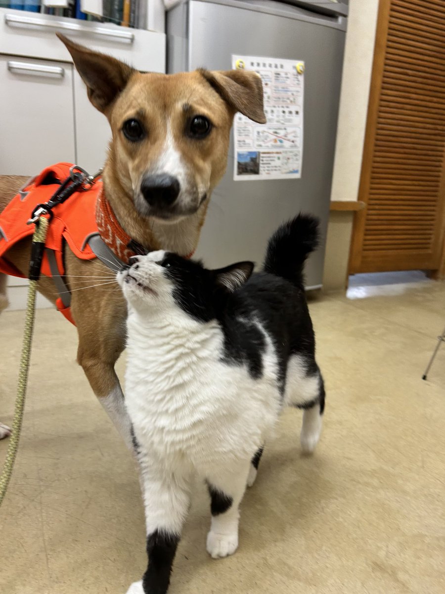 ちむちむ　里親さん募集中 ramat.fc2.net/blog-entry-264…