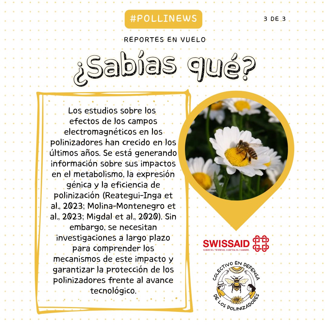 #PolliNews 🐝 Hoy en 𝕃𝕆𝕊 ℝ𝔼ℙ𝕆ℝ𝕋𝔼𝕊 𝔼ℕ 𝕍𝕌𝔼𝕃𝕆 conoce sobre los efectos de los campos electromagnéticos en los polinizadores.

#AbejaYoTeElijo #camposelectromagnéticos #ciencia #polinizadores #tecnología #sindromecolapsocolmenas