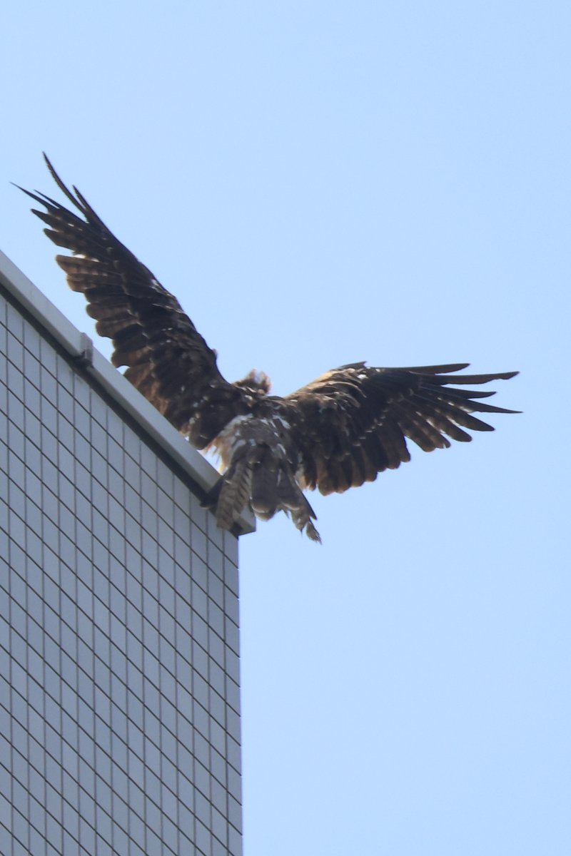 本日下丸子本社に二羽ご来社でした。

▼野鳥写真図鑑「トビ」
global.canon/ja/environment…