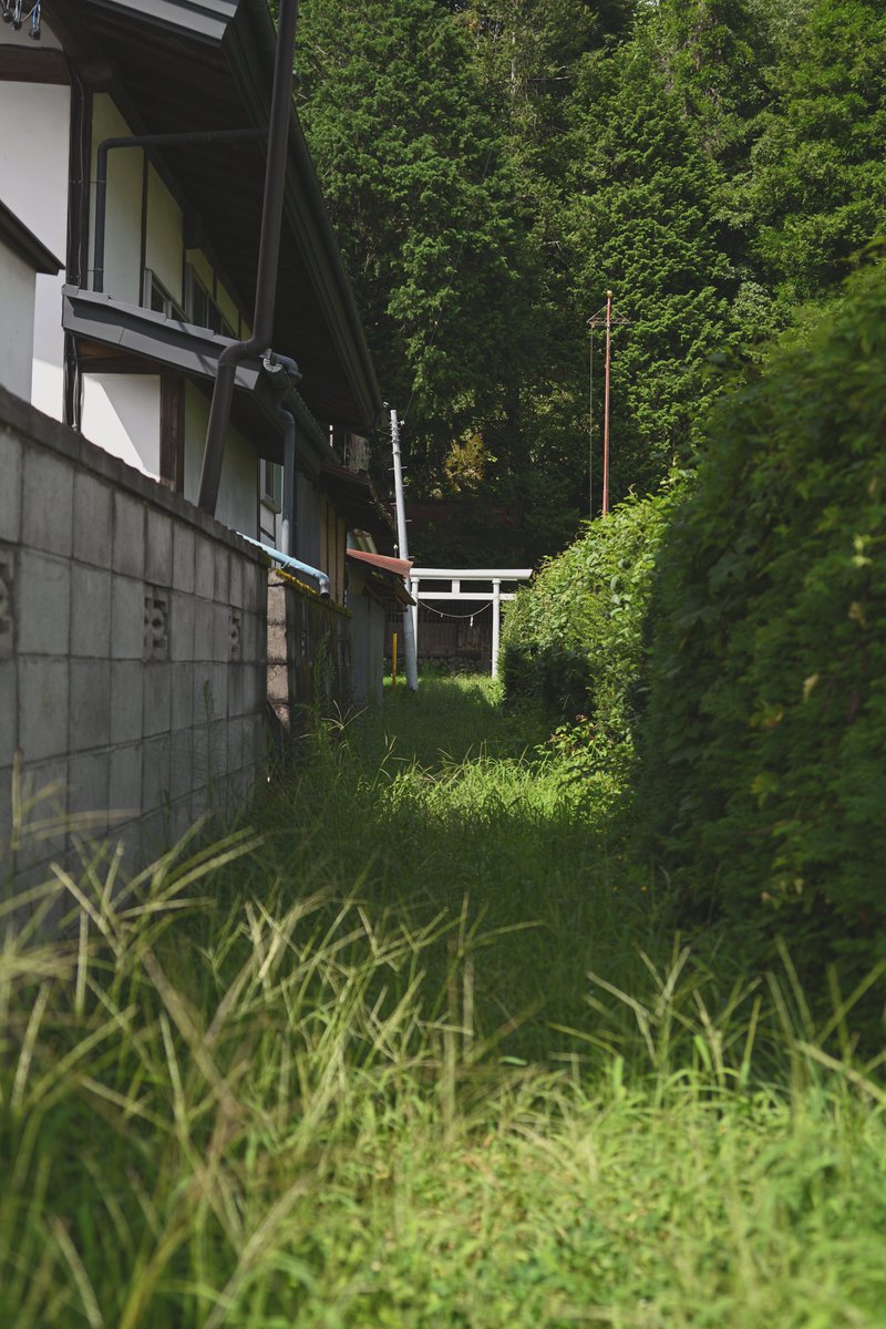 妙に神秘的だった、
夏草生い茂る細路地の先の白鳥居。