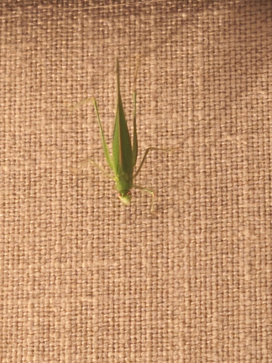 Nachts um eins im Schwarzwald. Du chillst auf deinem Sofa, liest und guckst nach oben an die Wand und entdeckst das. Ja, für viele cute... Aber ich hasse Insekten 🙈 bin am überlegen, ob ich das irgendwie fange und bei der Vogelspinne ins Terrarium schmeiß