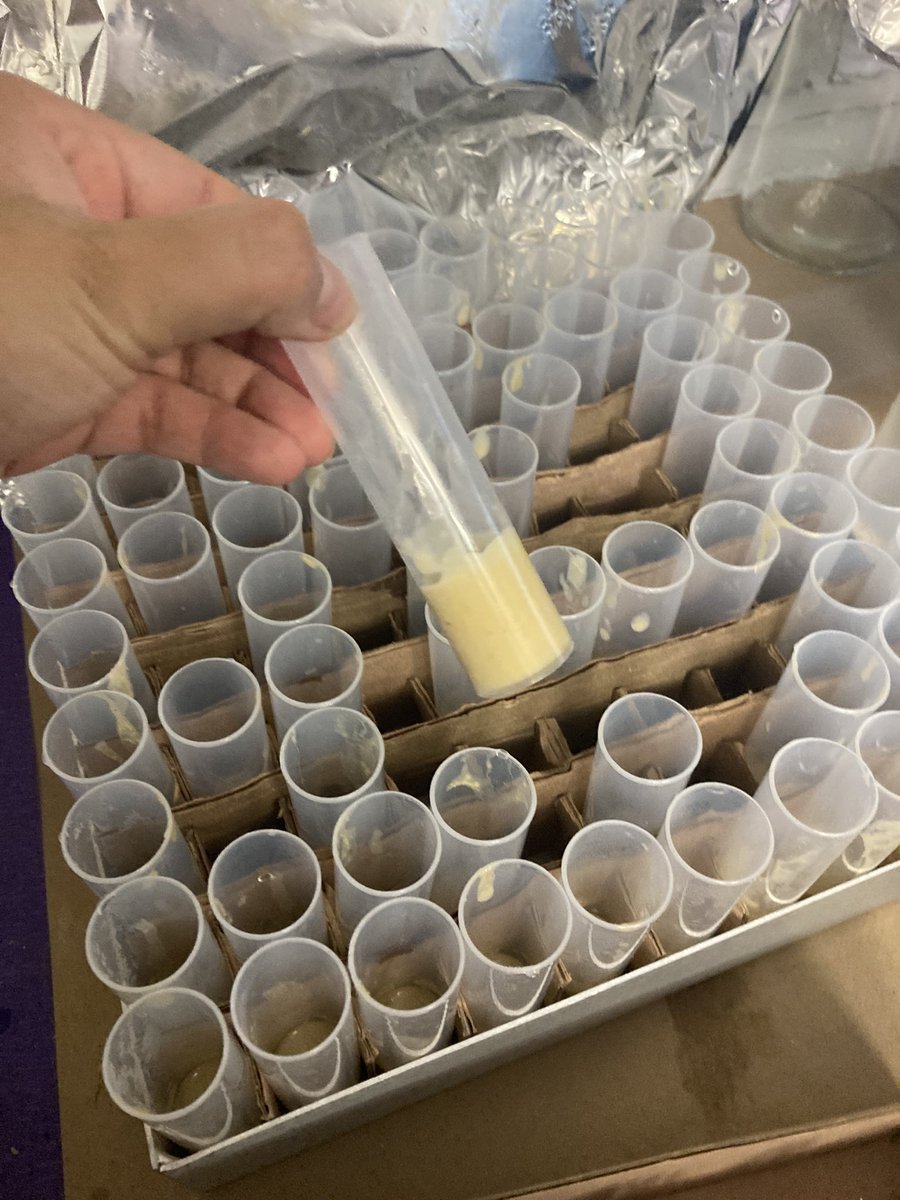 Krystal_Maya_M's tweet photo. First batch of fly food is ready in the Maya lab! Huge thanks to everyone who helped get us up and running.
Excited to see where the next experiments with flies take us!! https://t.co/1hWC6JwAMI