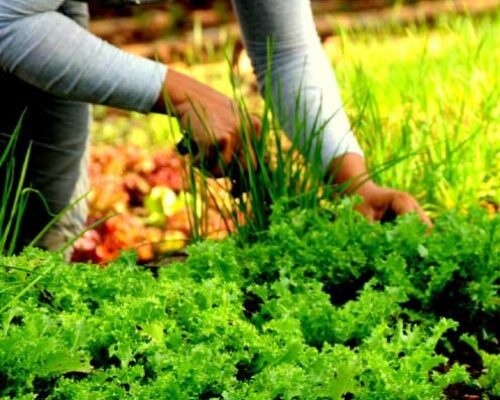 La aplicación de la ciencia y la técnica, en función de incrementar las producciones, constituye una de las esferas priorizadas dentro del movimiento cooperativo y campesino del municipio avileño de Morón.