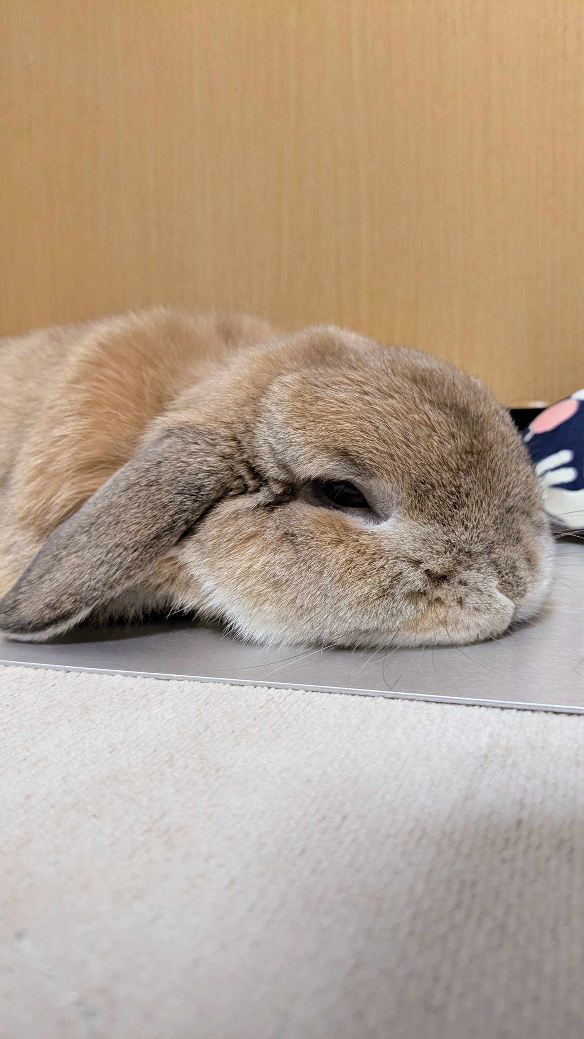 よもだうさぎ ヒロヤマ(けんた🐰) on X: 