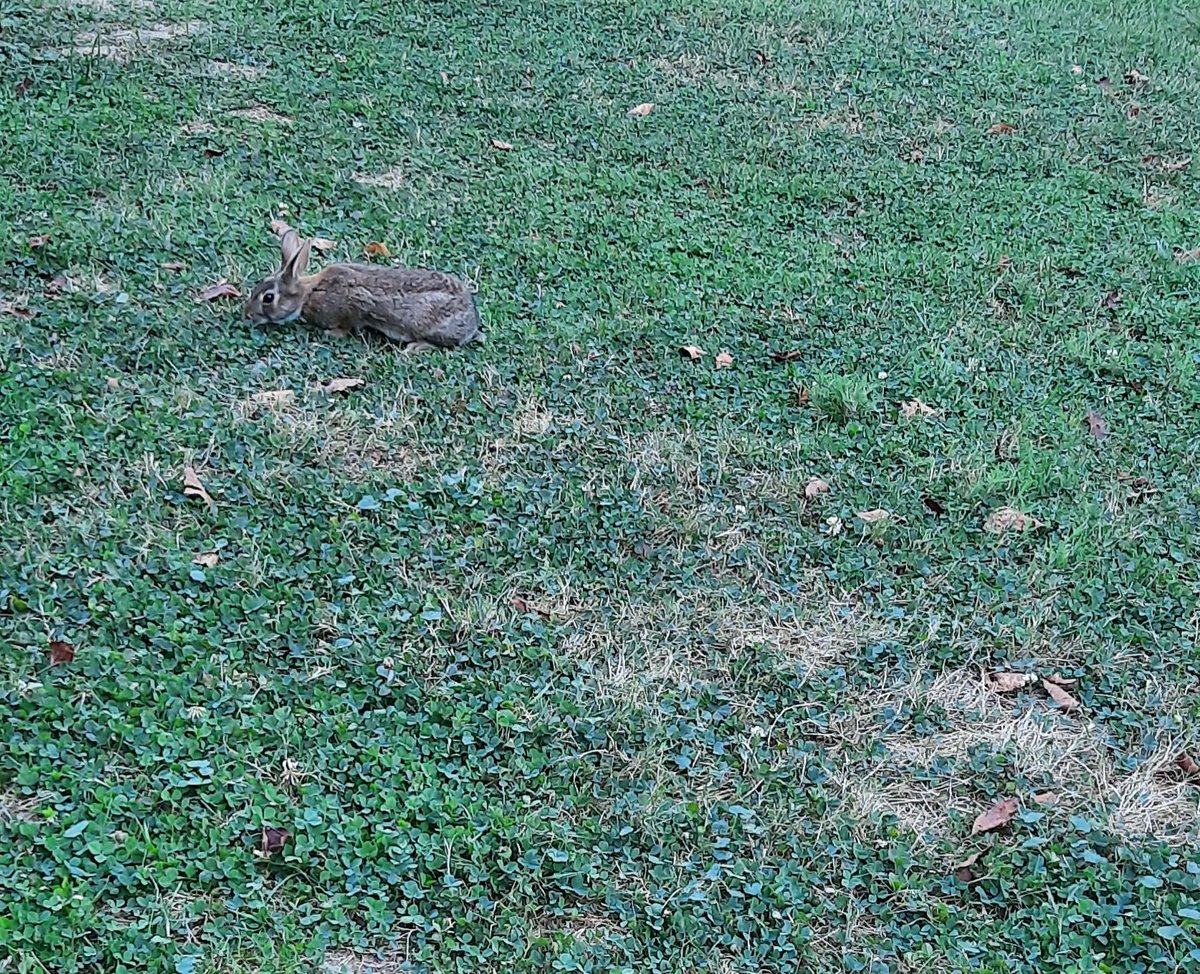 JadeHeasley's tweet photo. An adorable baby bunny!

#writer #writerslife https://t.co/Mx9M4TLCul