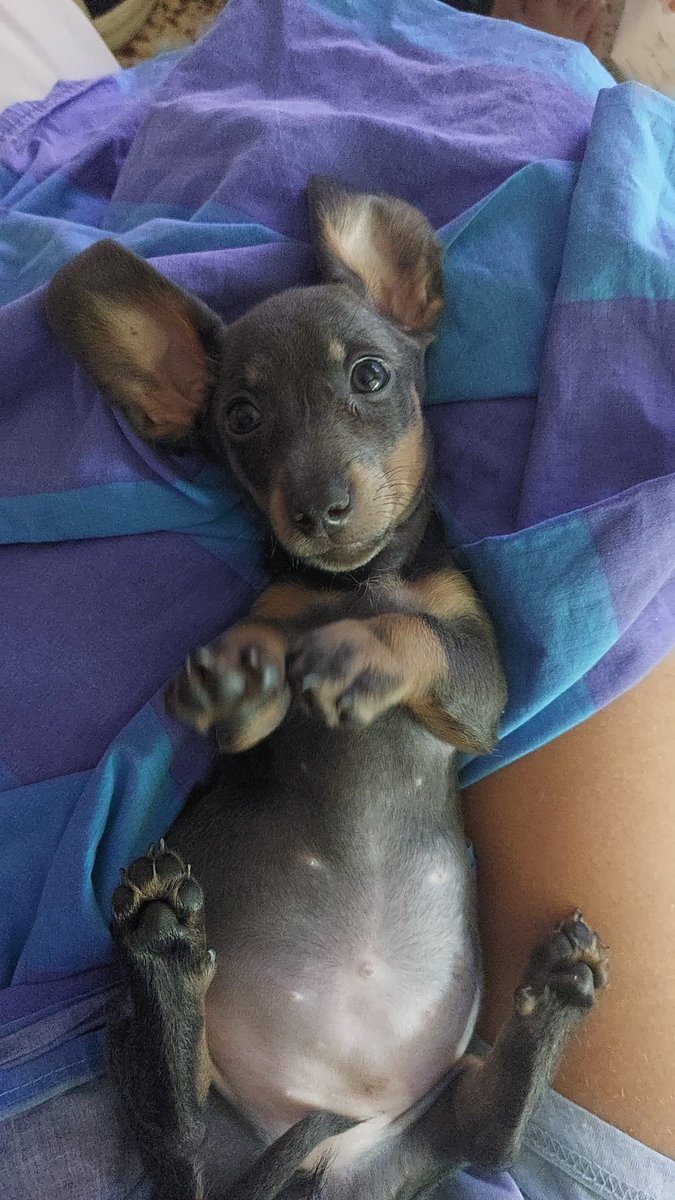 laauritatorre's tweet photo. Mi deseo hecho realidad💜 https://t.co/IsdjzKo1t6