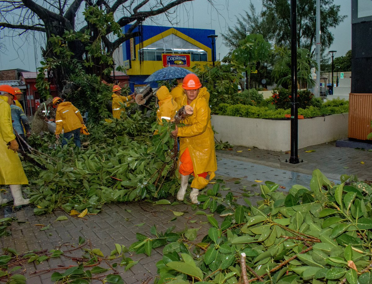 🚨Apoyamos la remoción de un árbol caído en📍Plazuela El Pilar, cabecera departamental de San Vicente. Únicamente se registran daños materiales, sin personas lesionadas.
Emergencias 📞9️⃣1️⃣3️⃣🚒💨
#PlanInvierno2025☔