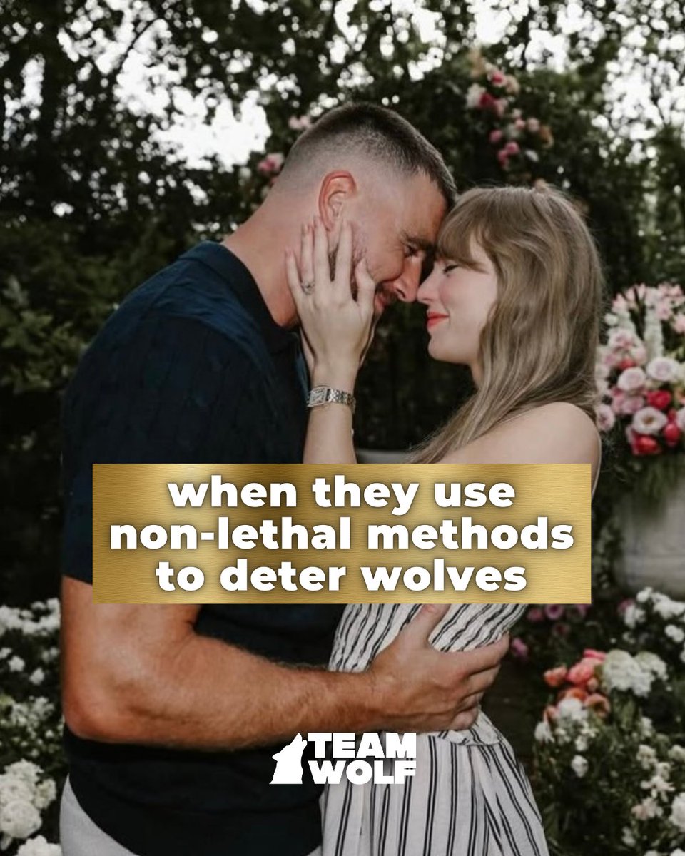 teamwolf_org's tweet image. We couldn’t wait for meme Monday. We know @‌taylorswift is more of a cat lady but @‌killatrav def gives dog energy. Congratulations to the happy couple—now let’s #RelistWolves! (1/4)