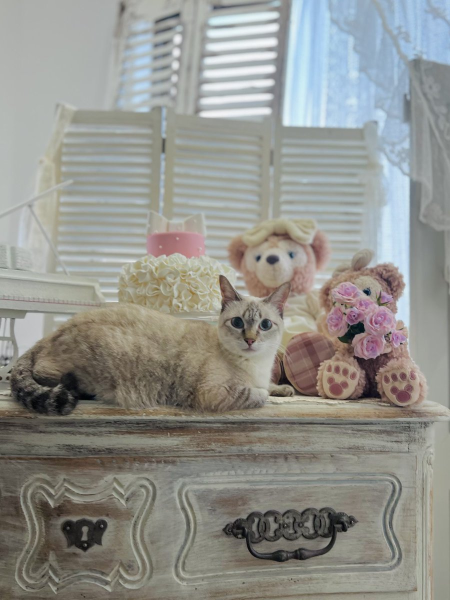 シェリーメイちゃん🧸とそらら🦭🐾で

おはよー😊🩷

#猫好きさんと繋がりたい𓏲𓎨 
#猫