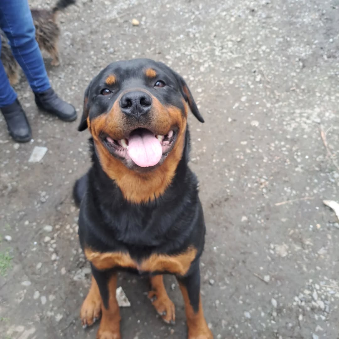 EN ADOPCIÓN MERLÍN:: rottweiller de 2,5 años,castrado,dulce,dócil y extremadamente cariñoso,se lleva con gatos,perros,niños.
SÓLO COMPAÑÍA, casa patio grande .
Fue rescatado en pésimas condiciones , ahora ya recuperado full 
BUSCA SU HOGAR
+569 59417690.
*caso externo