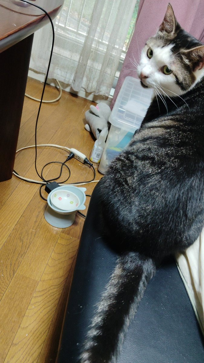 おはようです！
さっきご飯あげたばかりなのに
またおねだりです！
トオジュ君はよく食べるね
#猫のいる幸せ