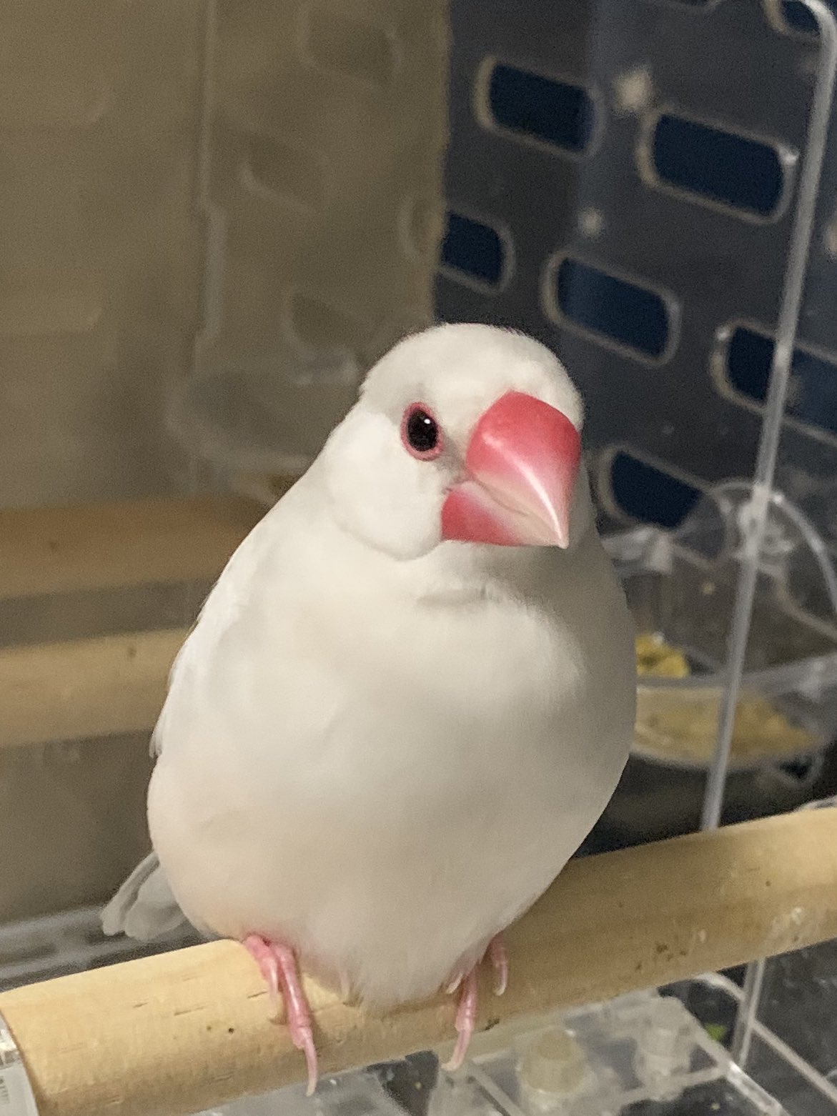 ぴーちゃん on X: 