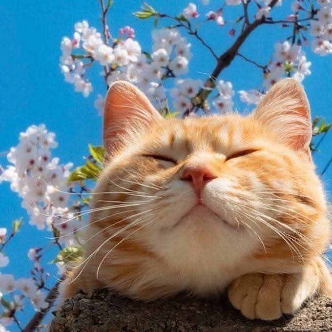 毎日会えなくても、あなたを想う心は変わらない。
愛は目で見るものではなく、心で感じるものだから。❤️

おはよう! 💐🌷🌻🐱(⁠≧⁠▽⁠≦⁠)