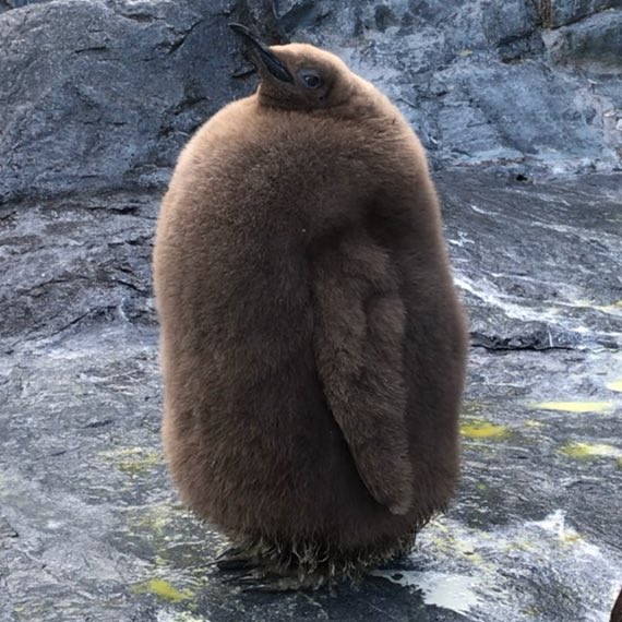 #ムチムチの動物をミチミチに収める 
キングペンギンヒナ🐧！
2021/12 #旭山動物園　51番
今は　#長崎ペンギン水族館