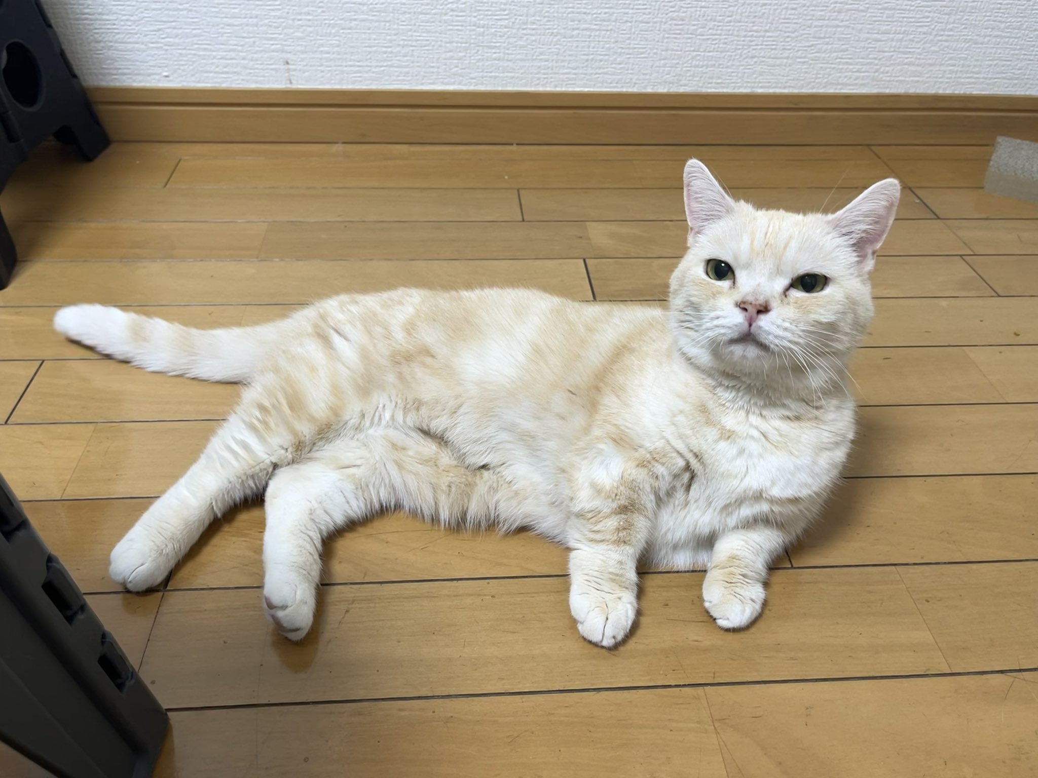 さくらとかえで on X: 