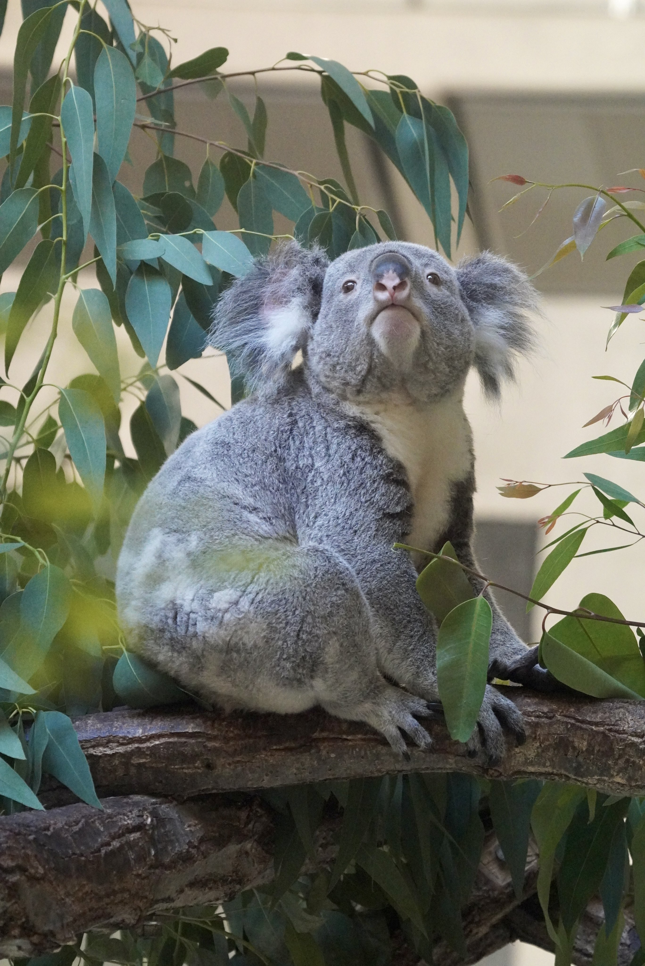 草木と小さな動物 草木と小さな動物