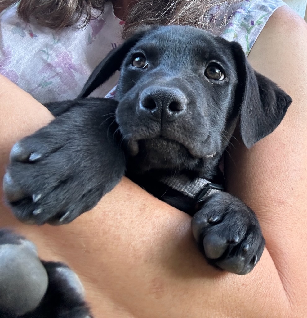 GG_Lab_Rescue's tweet image. Little Pink 11-week-old female black Lab mix   20-lbs      Not yet spayed. Yes she&apos;s adorable but needs lots of attention, exercise and training!  Look at those eyes! #goodgirl