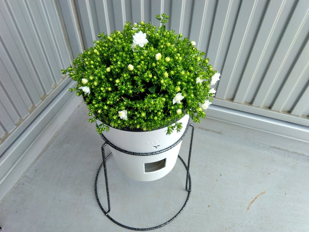 __hiromasa__'s tweet image. 夏越し中の #カンパニュラ 
ホワイトライクミー
花芽が出てくれました🙇
蒸れに弱いとの事で、底面給水鉢で
育てましたが相性が良い様です。

#Hakusan