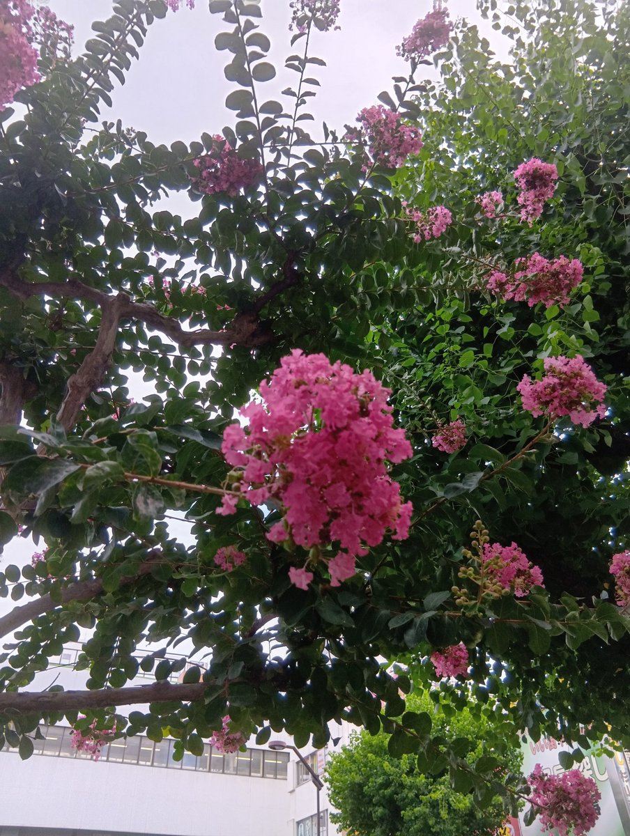 今日の手洗いも、百人一首から、藤原道雅さんとともに

いまはただ
思ひ絶えなむ
とばかりを
人づてならで
言ふよしもがな

おはようございます
今日を佳い日に出来ますように🤗

8月最終週ですねー
昭和の子供は遠い昔を思い出します
夕焼け小焼けの赤とんぼ
(宿題に)追われて見たのはいつの日か💦