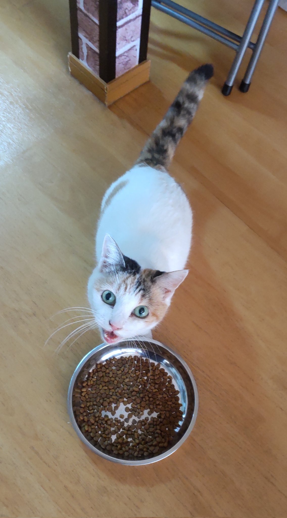 猫じゃらし様♡ありがとうございます♡ 一般社団法人猫じゃらし on X: 