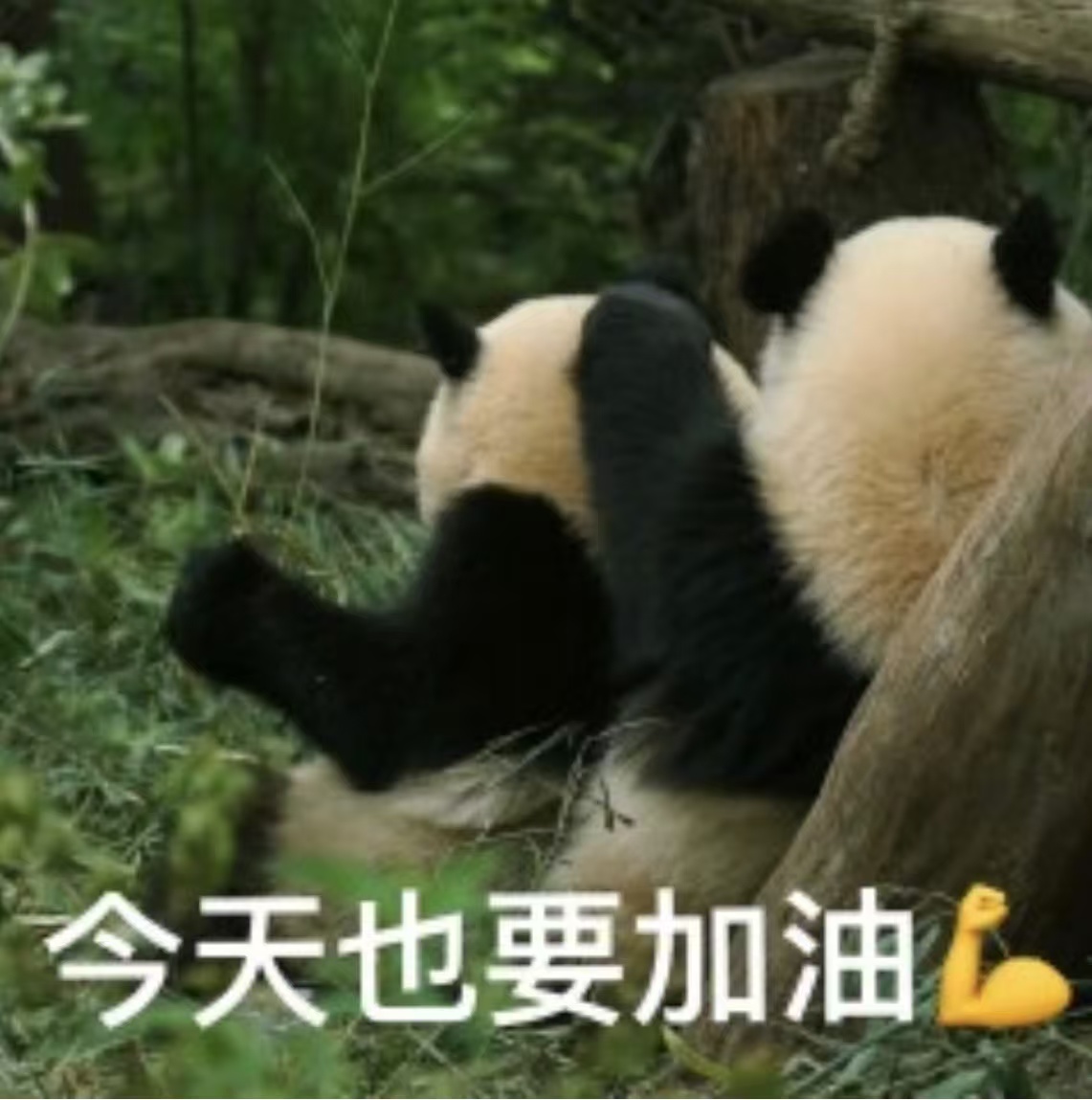 Intern 小绿洲🌿 tweet media