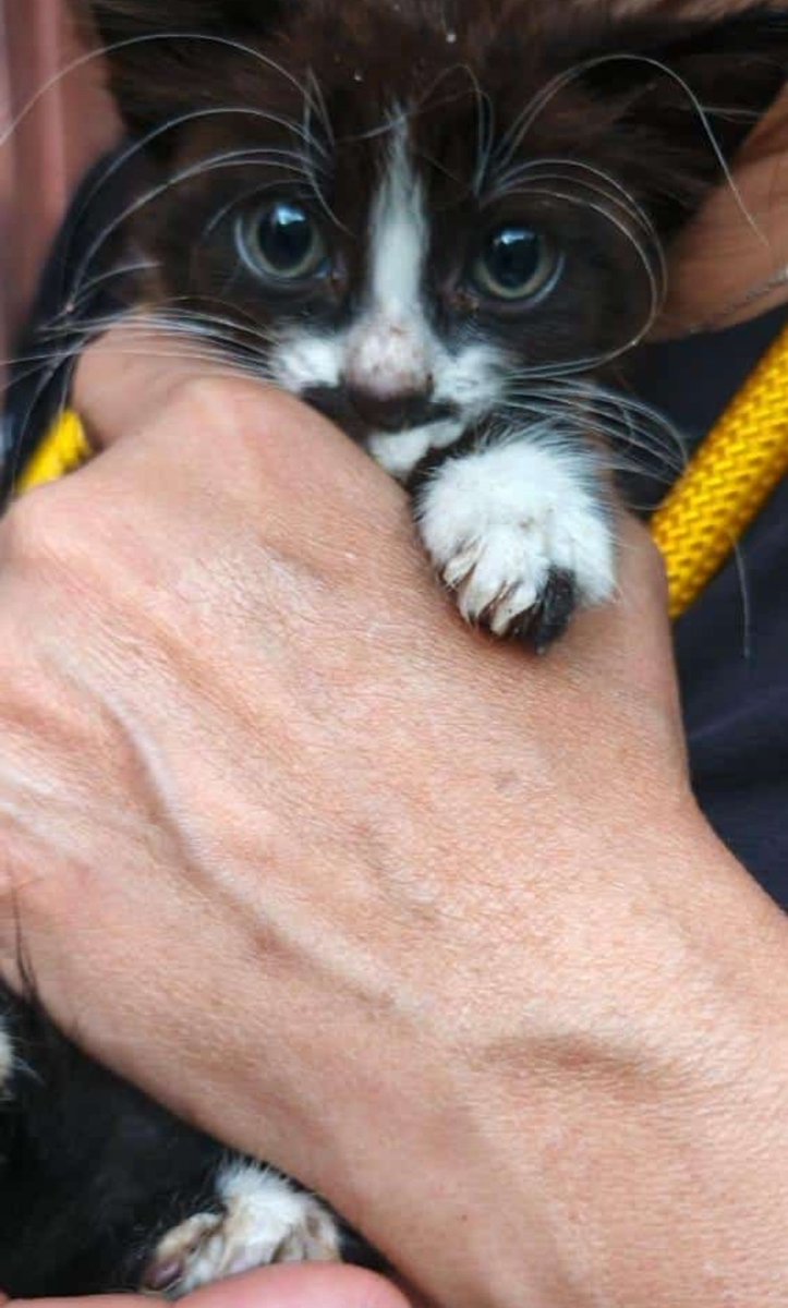 No pensabamos tener gatos, pero esos ojos...
Ahora se llama Venus 💕