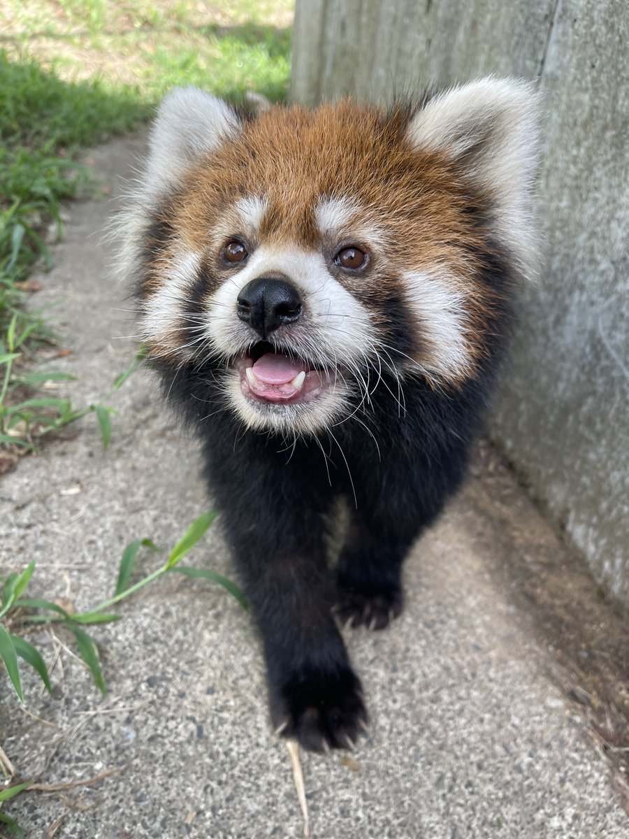 ぐれーぱんだページ HAIGHT ( ヘイト ) ZZ UNCLE SWEATER クルーネック ニット