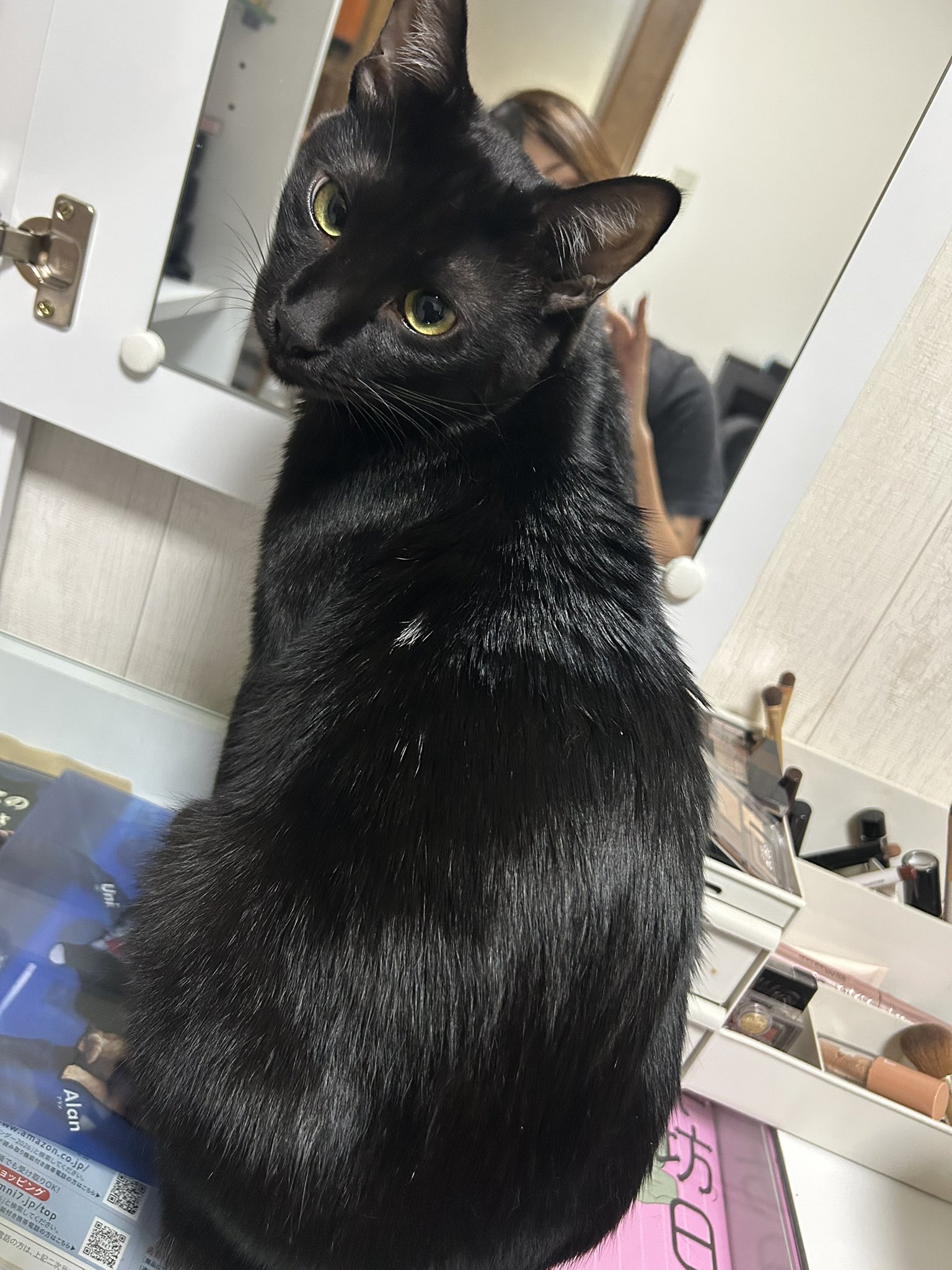 黒猫様 黒猫3兄妹 on X: 