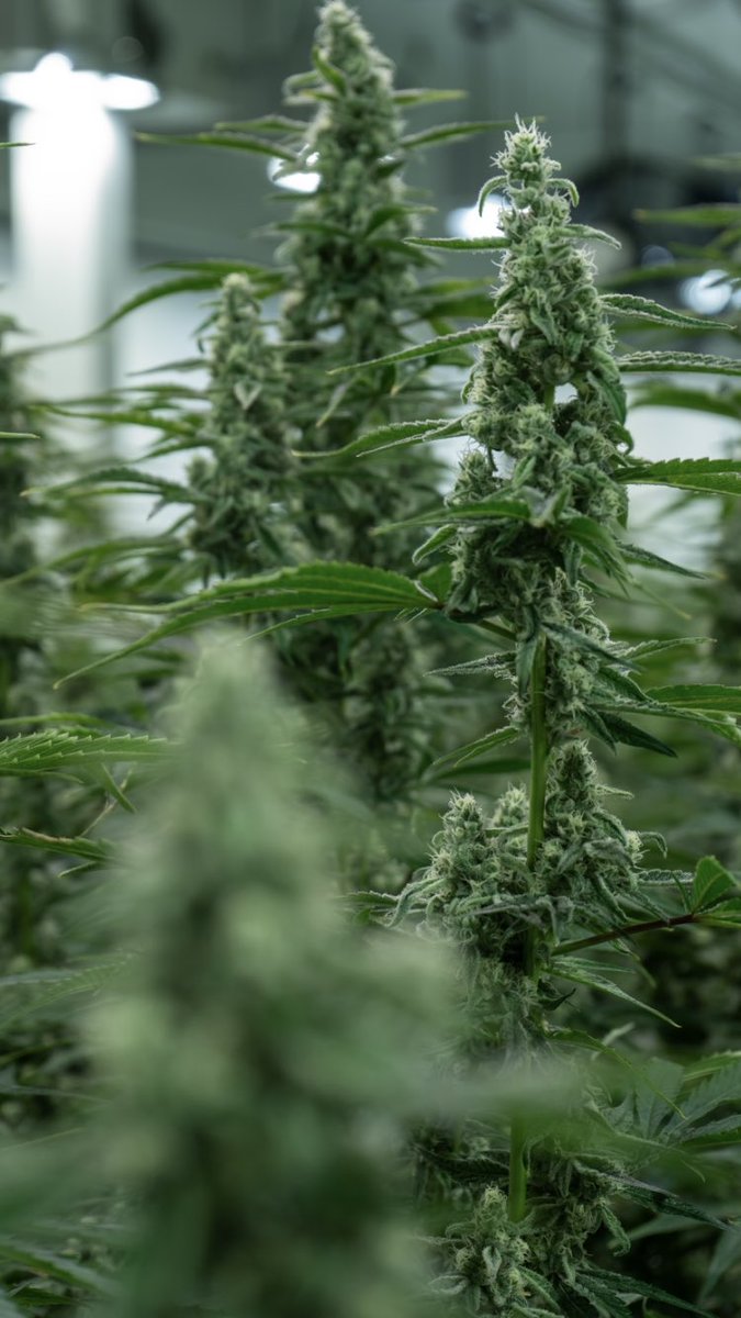 2 weeks before harvest #amanev702 #lasvegas #nevada

Keep out of reach of children. For use only by adults 21 years of age and older. Alternative Medicine Association - RC087 / RP096