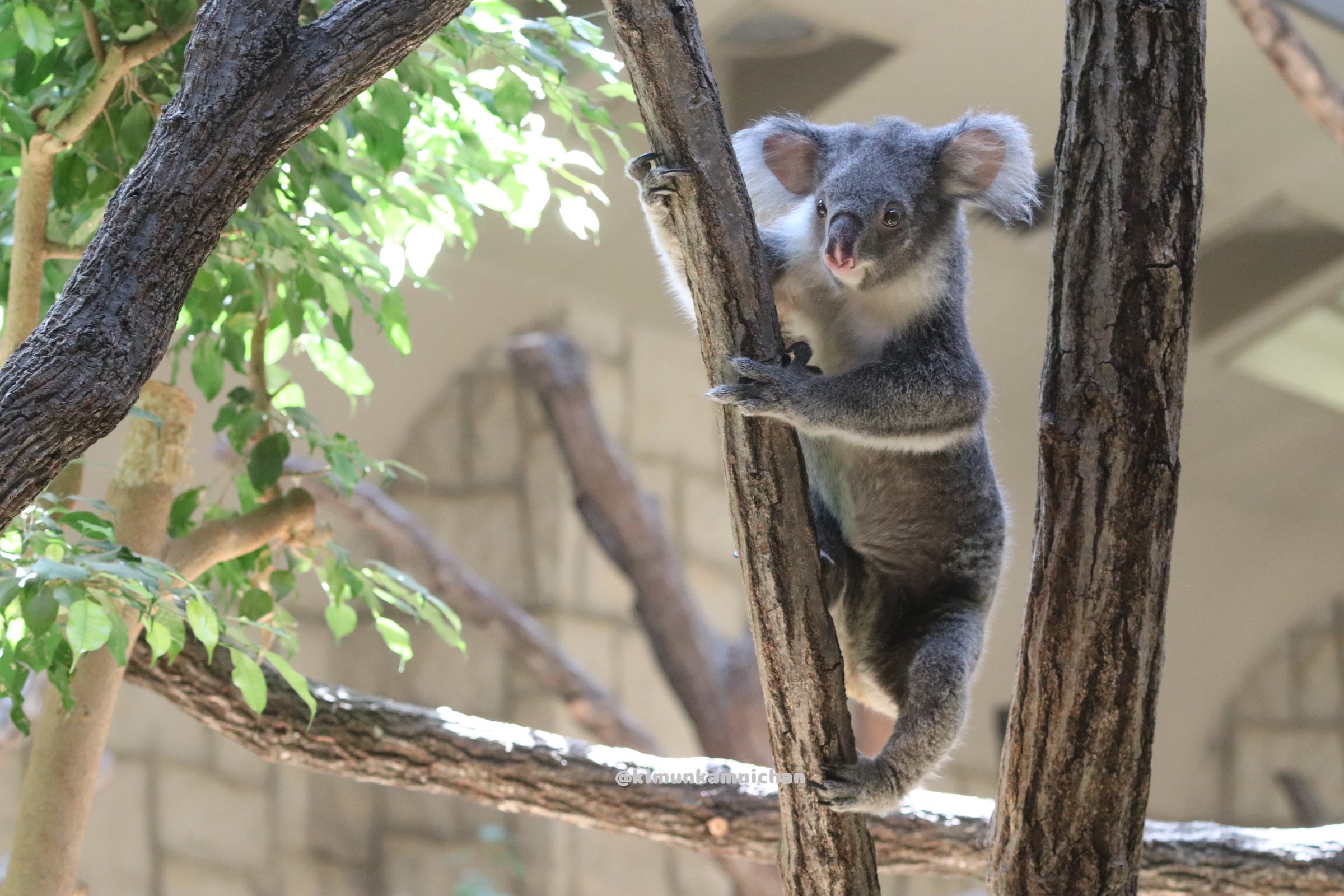 コアラ あずまちゃん🐨 多摩動物公園 コアラ