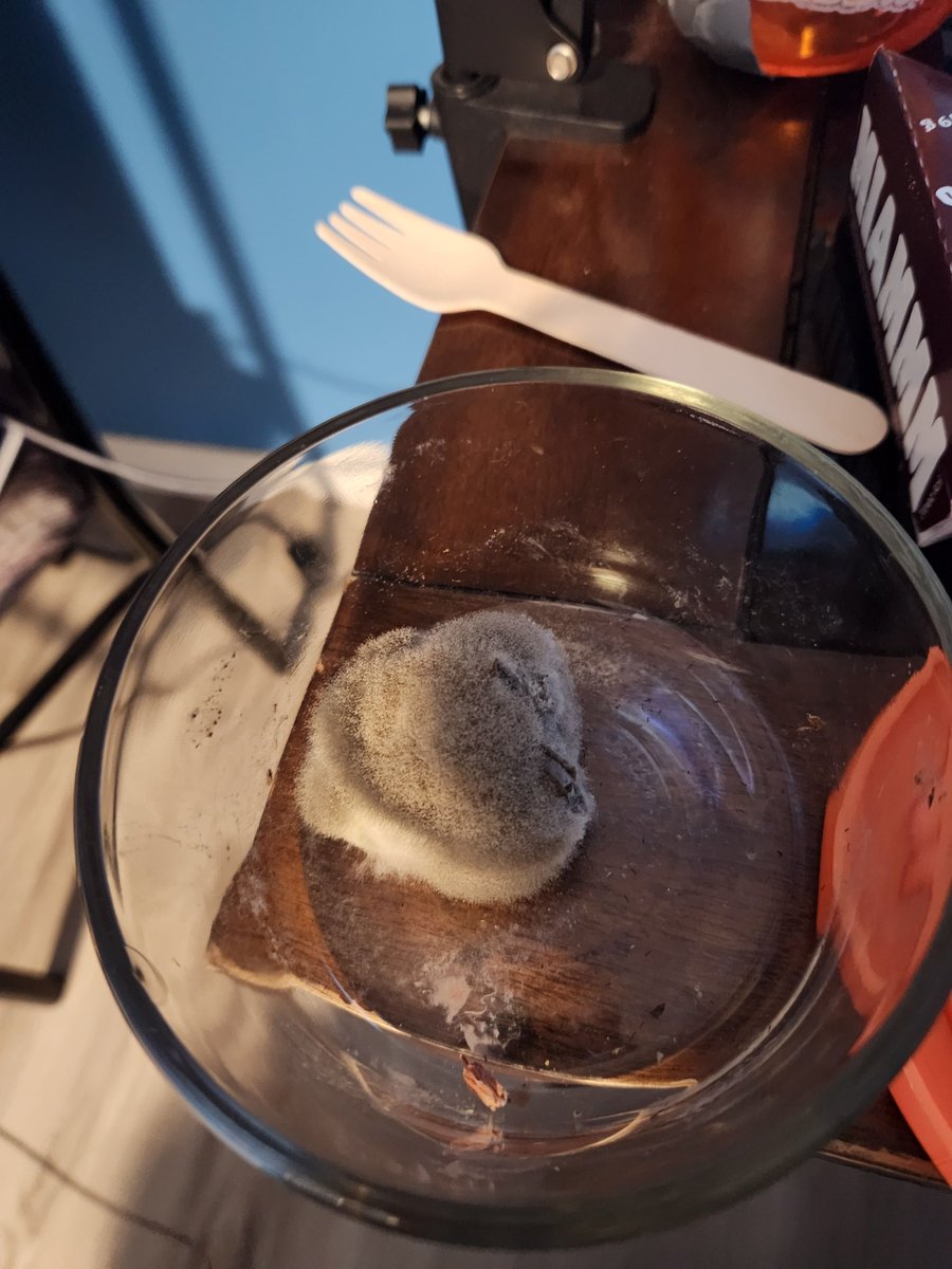 This used to be a strawberry 😅