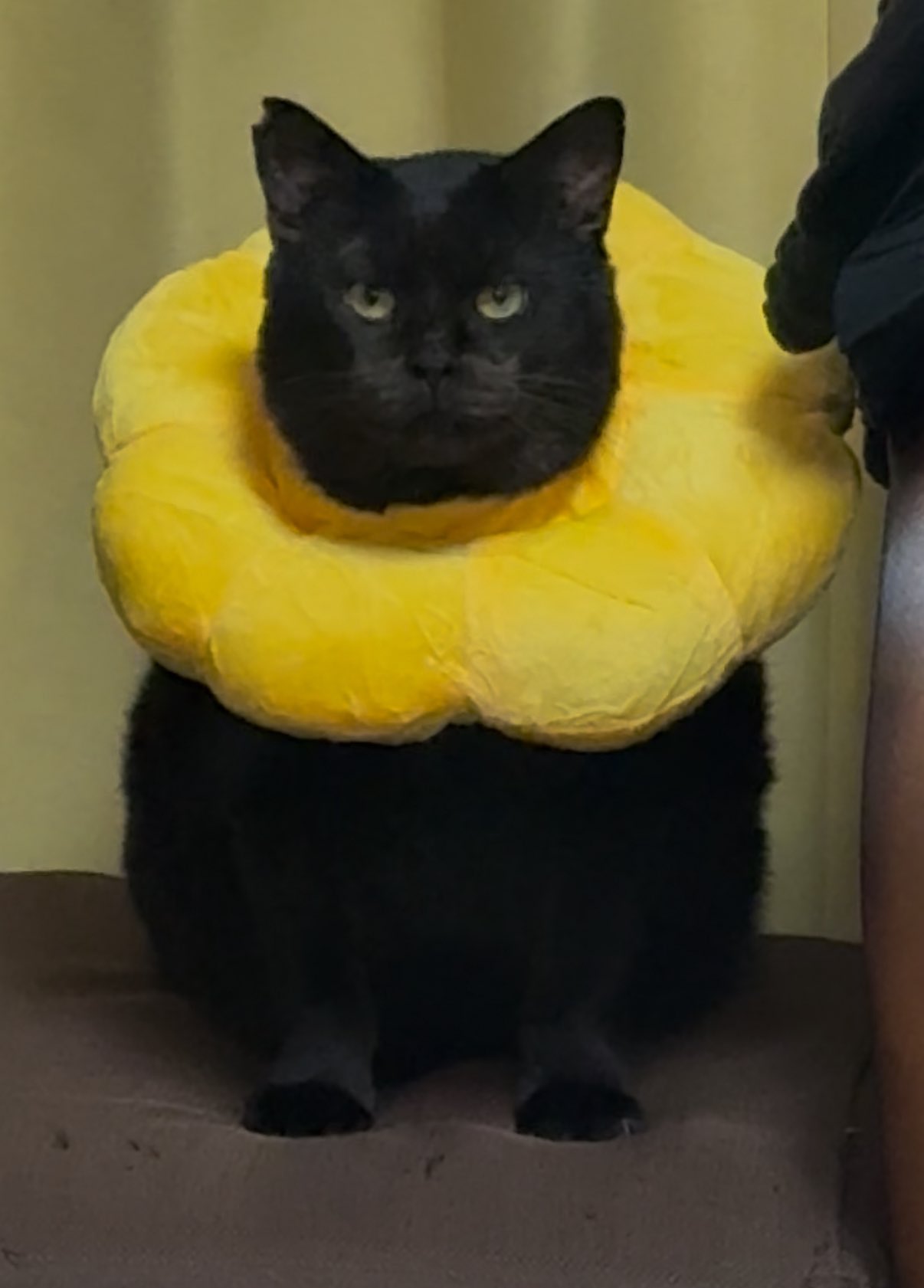元ボス猫むさし on X: 